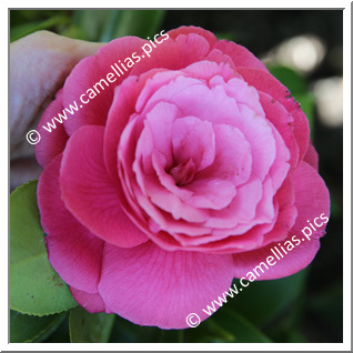 Camellia Japonica 'Pays de Loire'