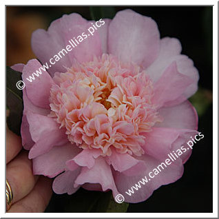 Camellia Sasanqua 'Peaches 'n Cream'