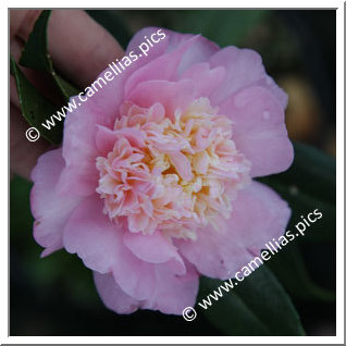 Camellia Sasanqua 'Peaches 'n Cream'