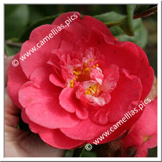 Camellia Japonica 'Pearl Harbor'