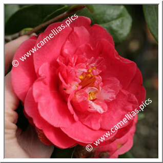 Camellia Japonica 'Pearl Harbor'