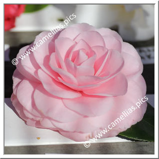 Camellia Japonica 'Pearl Maxwell'