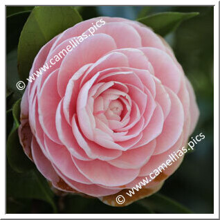 Camellia Japonica 'Pearl Maxwell'