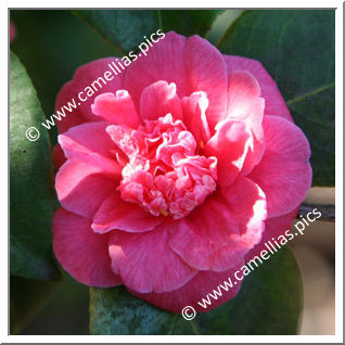 Camellia Japonica 'Pearl's Pet'