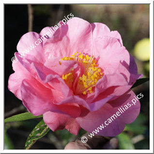 Camellia Reticulata 'Pedro Garcia'