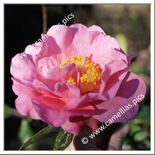 Camellia Reticulata 'Pedro Garcia'