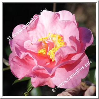 Camellia Reticulata 'Pedro Garcia'