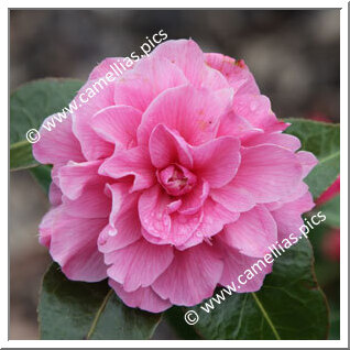 Camellia Hybrid 'Peekaboo'