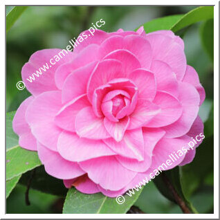 Camellia Hybrid 'Peekaboo'