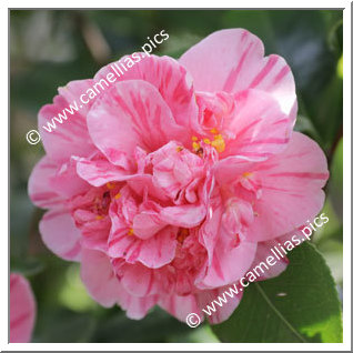 Camellia Japonica 'Pelagi'