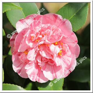 Camellia Japonica 'Pelagi'