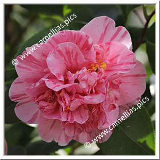 Camellia Japonica 'Pelagi'