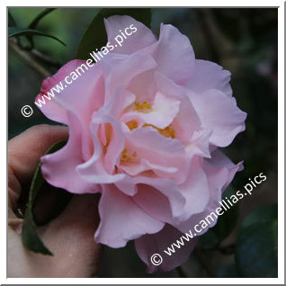 Camellia Japonica 'Perfecta'