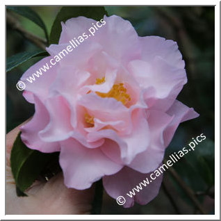 Camellia Japonica 'Perfecta'