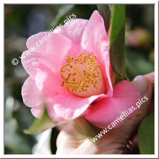 Camellia Reticulata 'Perle Rose '