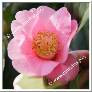 Camellia Reticulata 'Perle Rose '