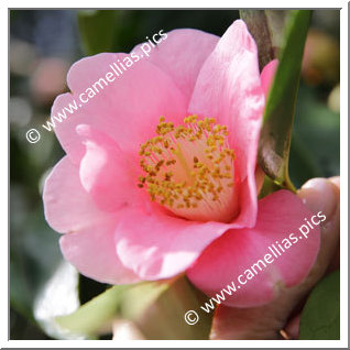 Camellia Reticulata 'Perle Rose '