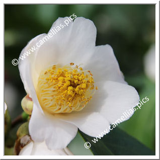 Camellia Japonica 'Perlmuttkelch'