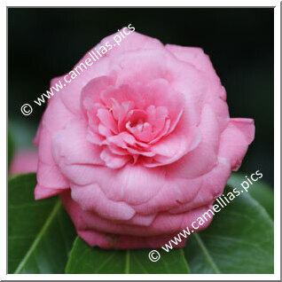 Camellia Japonica 'Perola de Villar d'Allen'