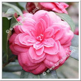 Camellia Japonica 'Petazzi'