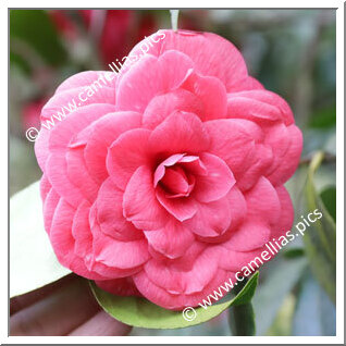 Camellia Japonica 'Petazzi'