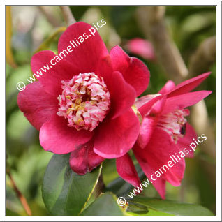 Camellia Hybrid 'Peter Betteley '