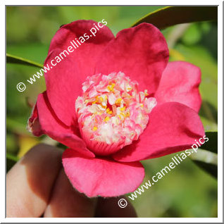 Camellia Hybrid 'Peter Betteley '