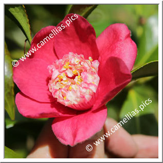 Camellia Hybrid 'Peter Betteley '