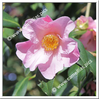 Camellia Hybride C.x williamsii 'Philippa Forward'