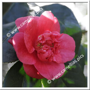 Camellia Japonica 'Pia Marchi'