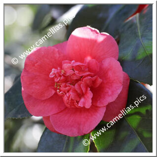 Camellia Japonica 'Pia Marchi'
