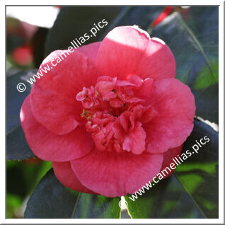 Camellia Japonica 'Pia Marchi'