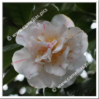 Camellia Japonica 'Picturata'