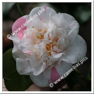 Camellia Japonica 'Picturata'