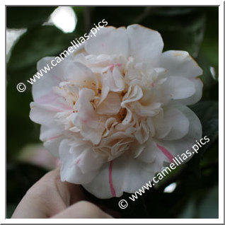 Camellia Japonica 'Picturata'