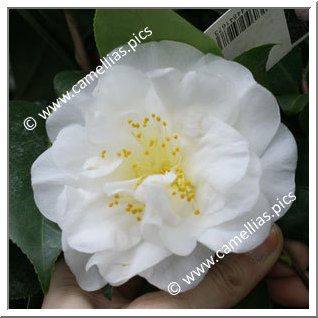 Camellia Japonica 'Pierrot'