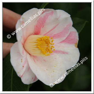 Camellia Japonica 'Perle de la Pilardière'