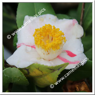 Camellia Japonica 'Perle de la Pilardière'