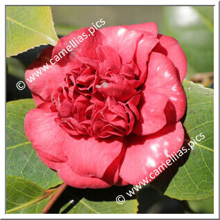 Camellia Japonica 'Pilida'