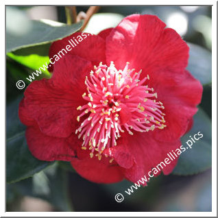 Camellia Japonica 'Pincushion'