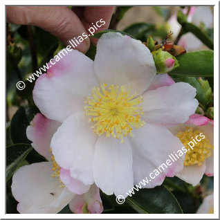 Camellia Sasanqua 'Plantation Pink Blanc '