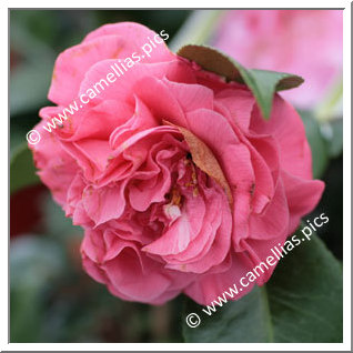 Camellia Japonica 'Pink Champagne'