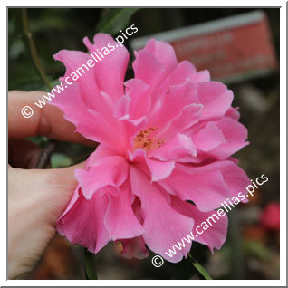 Camellia Hybrid C.x williamsii 'Pink Dahlia'