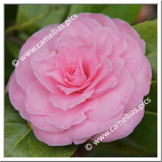 Camellia Japonica 'Pink Diddy '