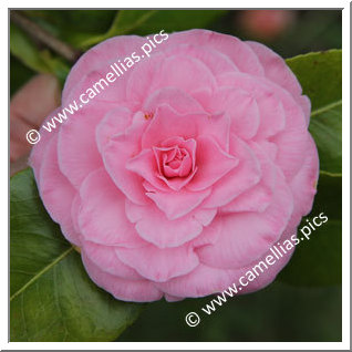 Camellia Japonica 'Pink Diddy '