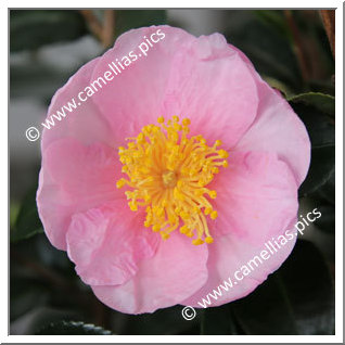 Camellia Hybride 'Pink Goddess'