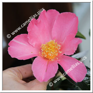 Camellia Hybrid 'Pink Granthamiana'