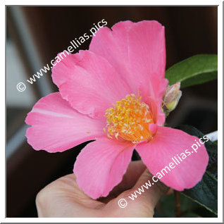Camellia Hybrid 'Pink Granthamiana'