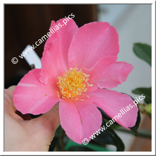 Camellia Hybrid 'Pink Granthamiana'