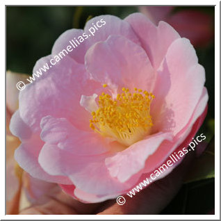 Camellia Hybrid 'Pink Icicle'